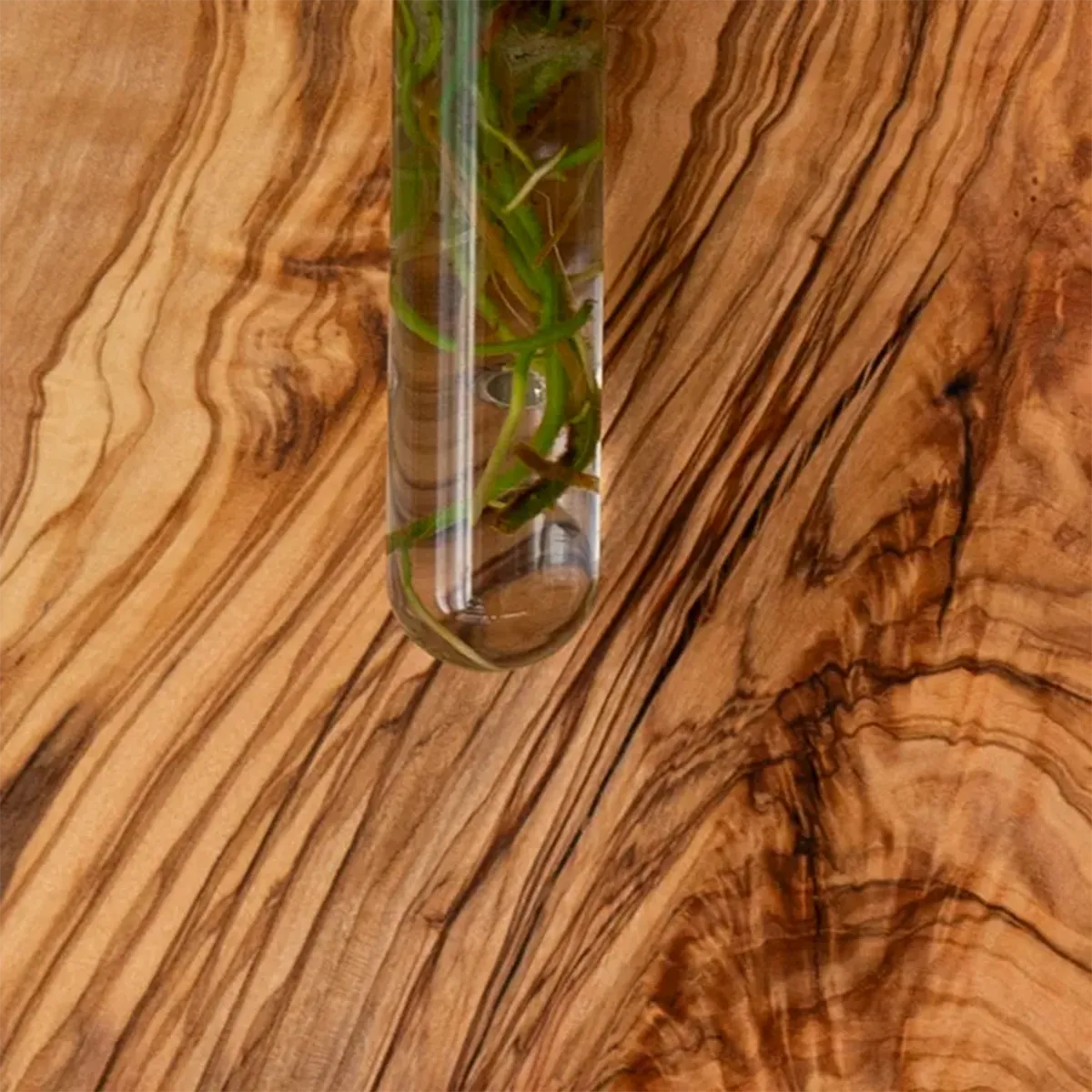 Lemon Tree Wall Hanging Propagation Vase