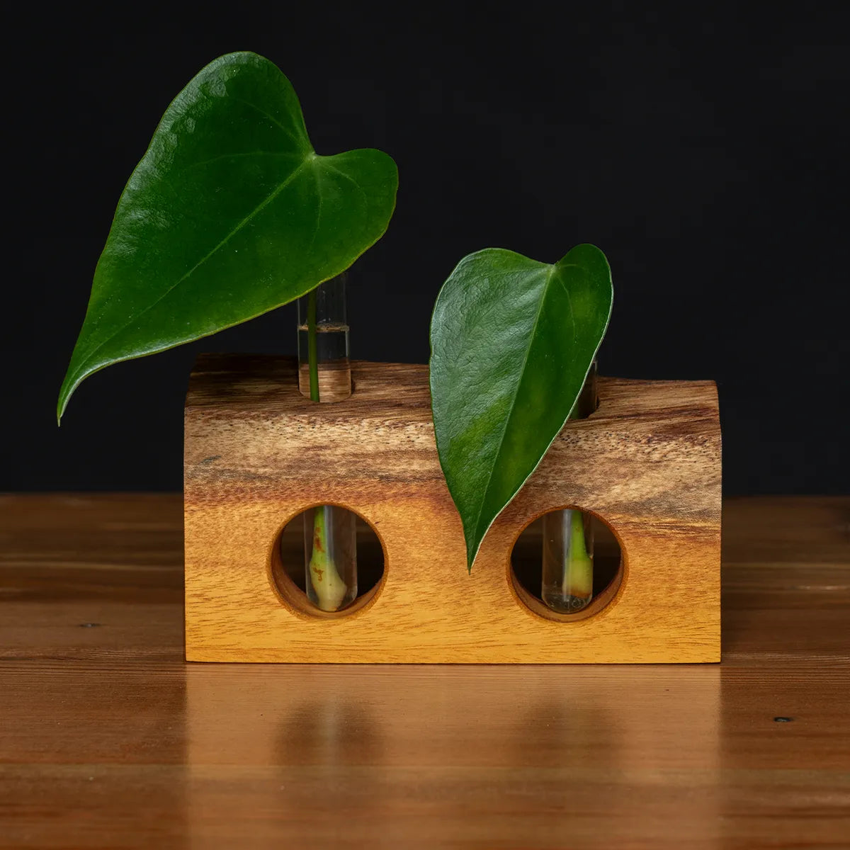 Cherry Hill Park – Propagation Vase