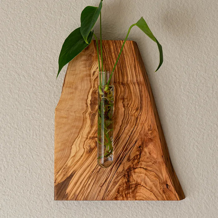 Lemon Tree olive wood wall hanging propagation vase with live edge, holding a plant cutting in a glass tube