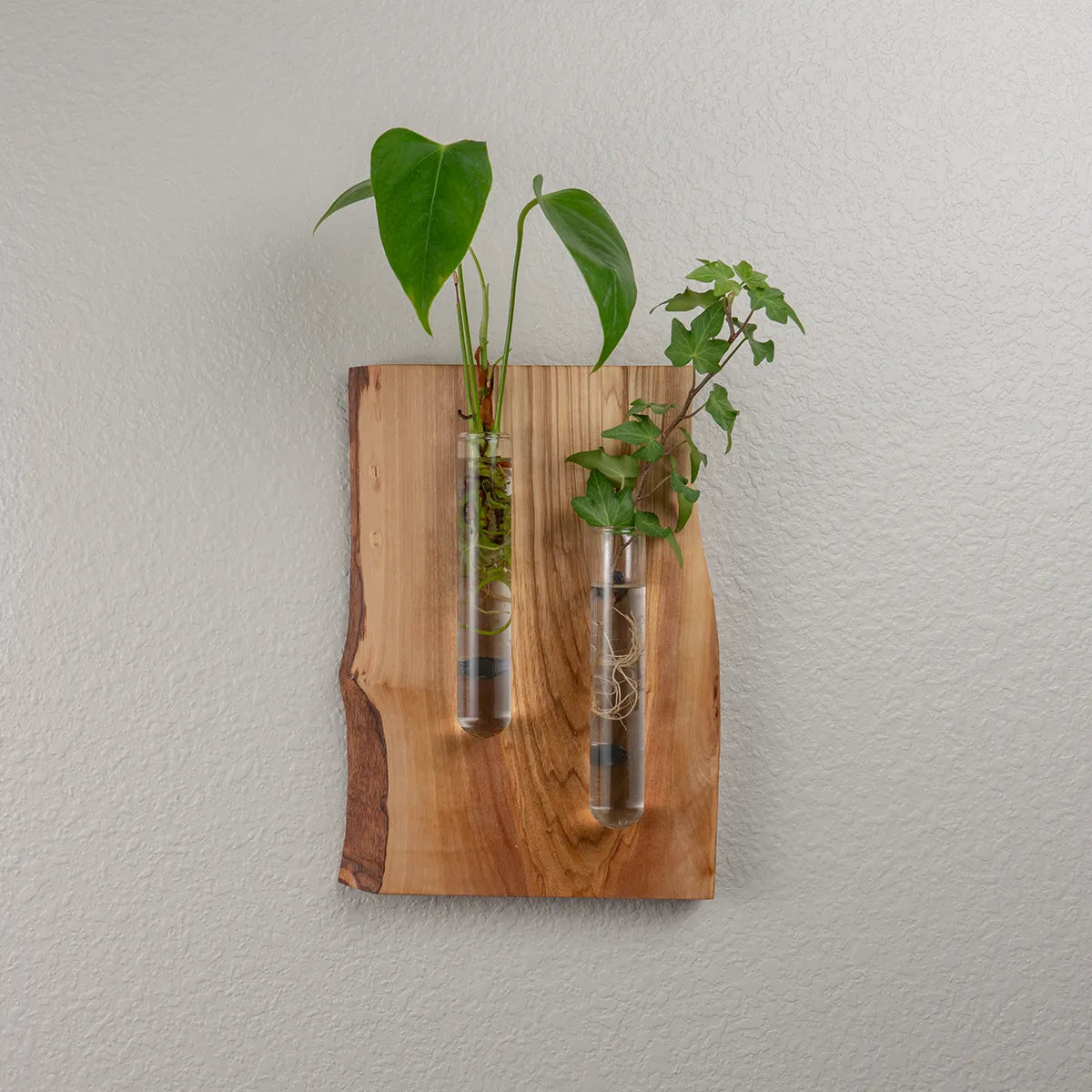 Lemon Tree Wall Hanging Propagation Vase