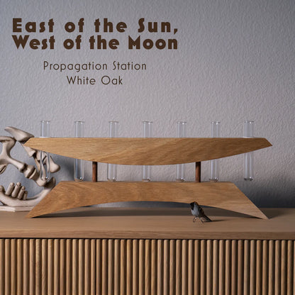 Handmade plant propagation vase in solid oak with dark ebony accents, modern test tube planter for cuttings