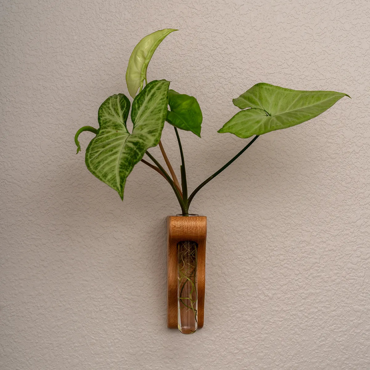 Front view of Hang On Sloopy wall-mounted propagation station in maple, with large leafy plant cutting in a glass vase, modern handcrafted wall decor for plant lovers
