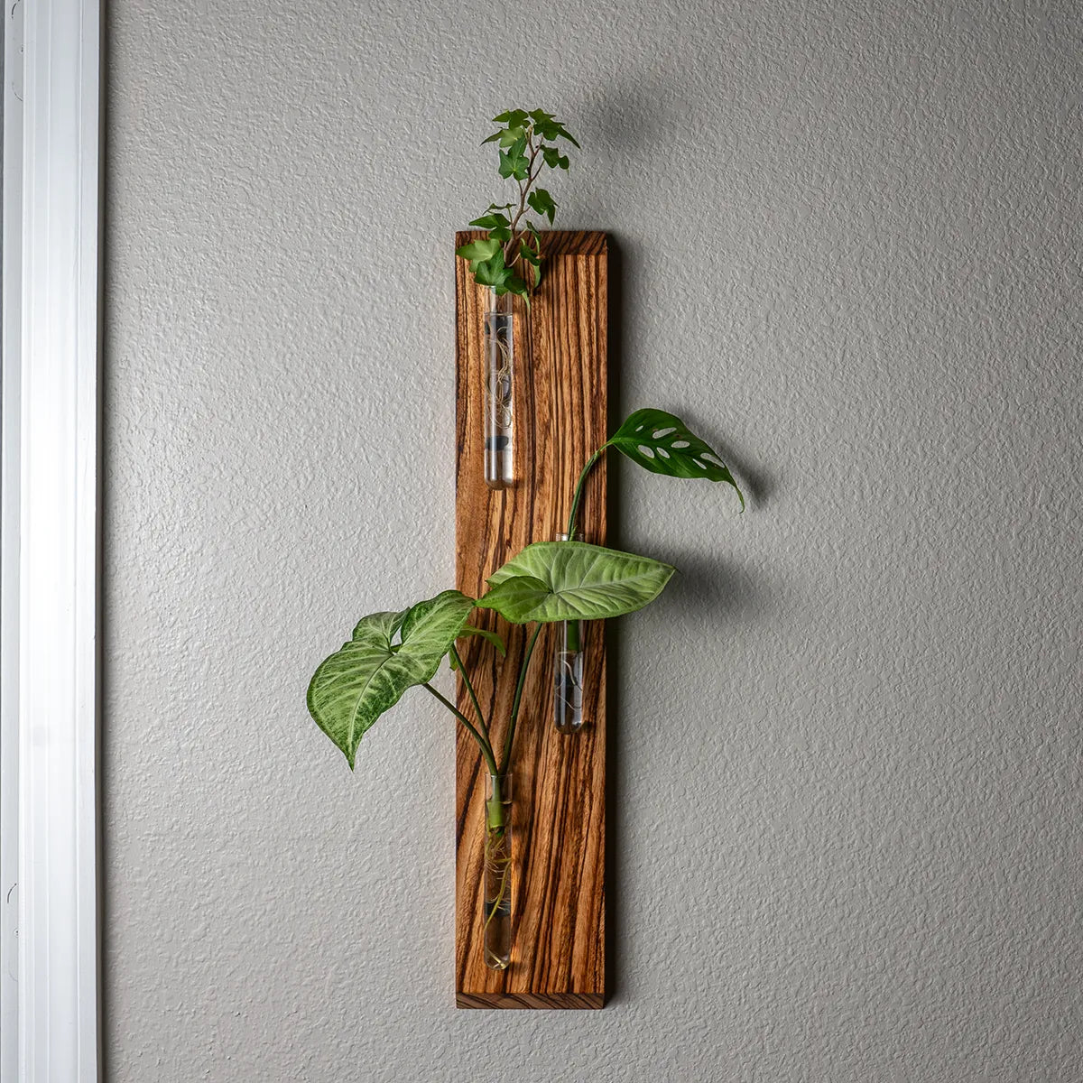 Handcrafted zebrawood wall-mounted propagation station with two glass tubes, holding leafy plant cuttings, a unique botanical décor piece and thoughtful gift for plant lovers.