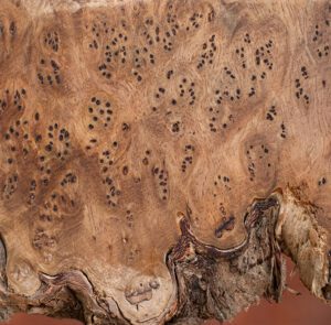 A round 'cookie' waiting to become a live edge table